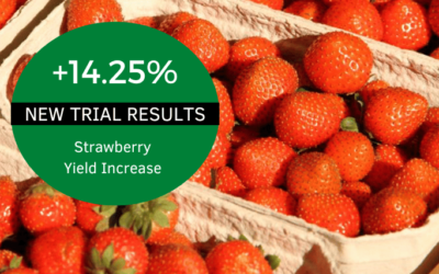 Persist™ Delivers Impressive Results in Strawberry Trial