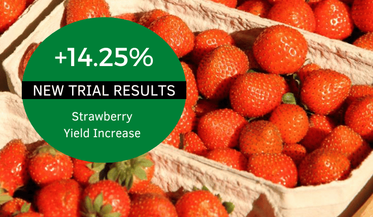 Persist™ Delivers Impressive Results in Strawberry Trial