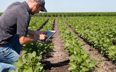 CELERY YIELDS INCREASE 159% IN LATEST TRIAL WITH PERSIST® PAF LIQUID