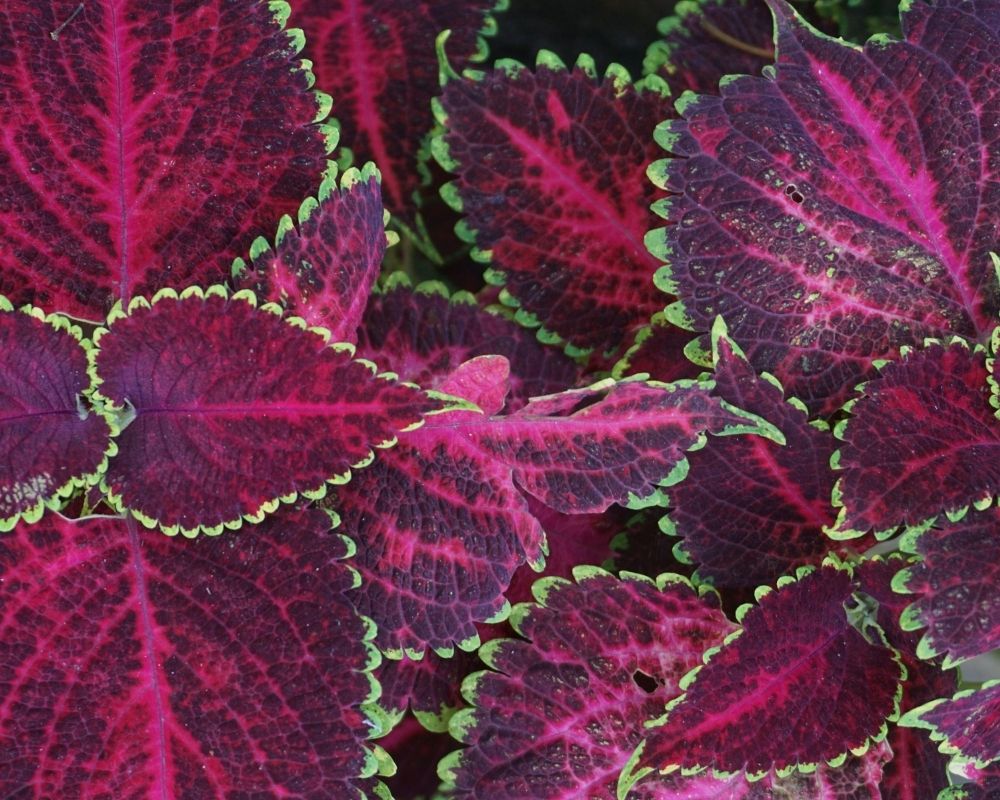 coleus-web-slider_2