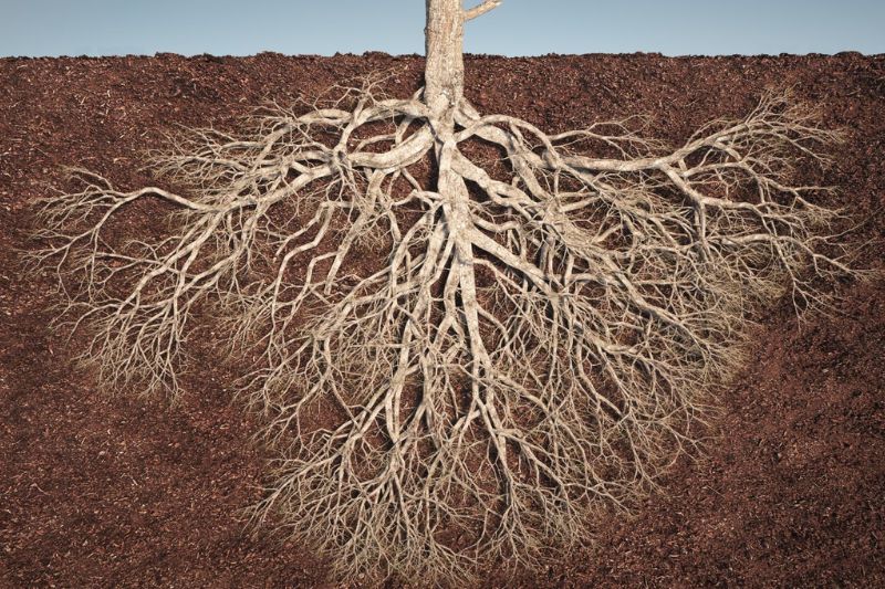 Bare Tree Root_800x533