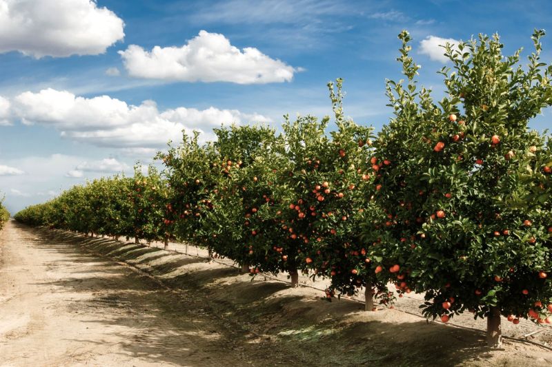 Citrus Orchard_800 x 533