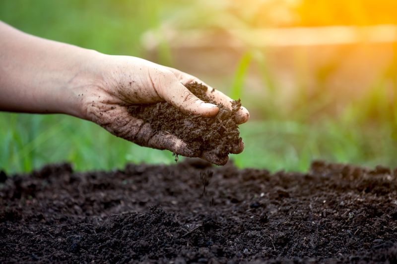 Soil Microbes_800 x 533 Compost Ingredients