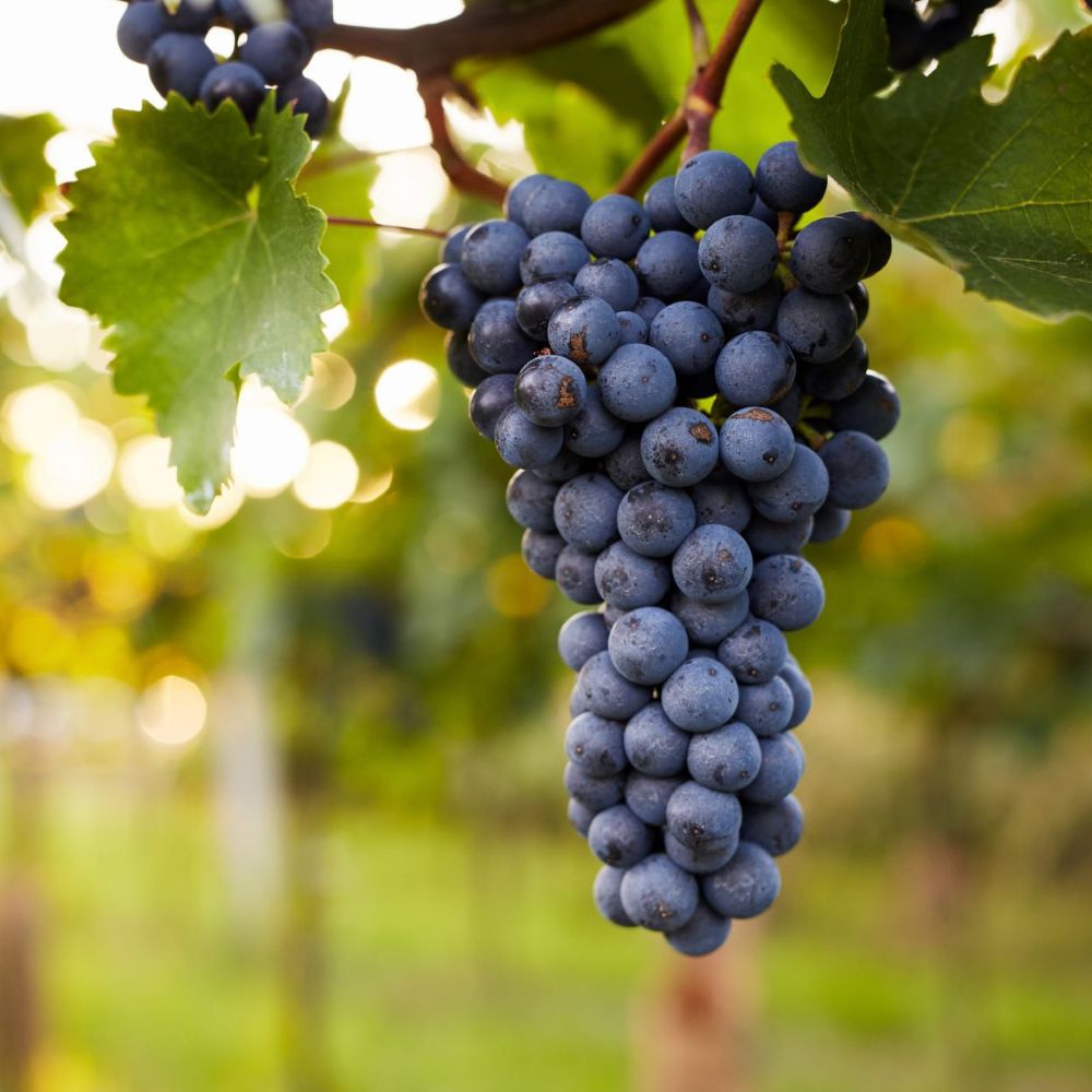 grapevine_1000x1000